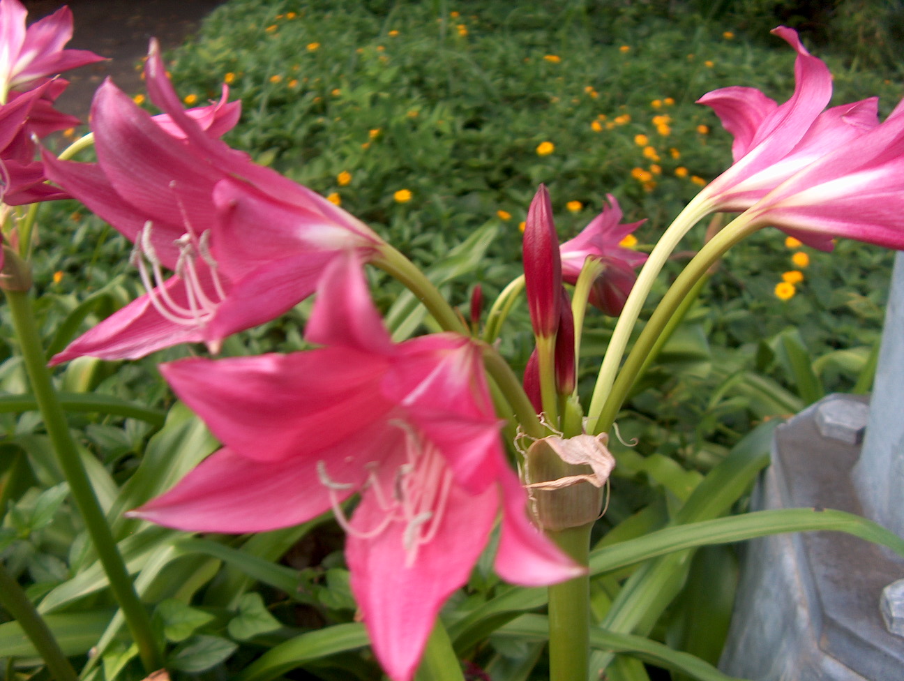 Online Plant Guide - Crinum Ellen Bosanquet  Ellen Bosanquet Crinum